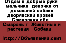 Отдам в добрые руки 2мальчика 1девочка от домашней собаки дворянский кровей - Самарская обл., Сызрань г. Животные и растения » Собаки   